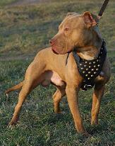 pitbull harness